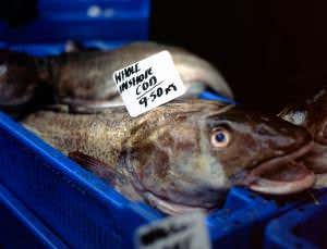 Cod comeback as North Sea stocks start to recover
