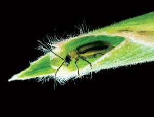 Super-pests are fighting back against killer crops