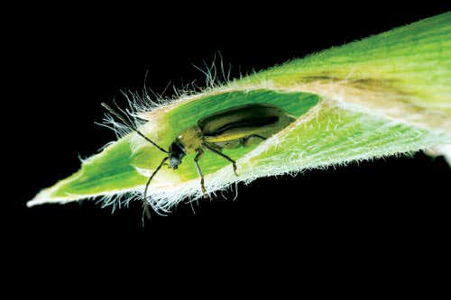 In Monsanto's sights: a western corn root worm beetle on a maize plant 