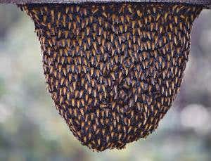 Zoologger: Bees create nest-quakes to warn of danger