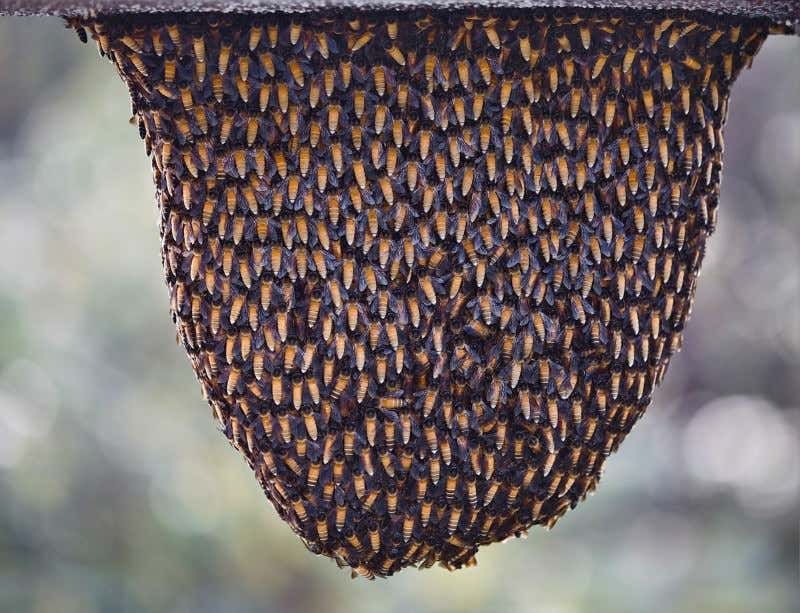 New Scientist. Science news and long reads from expert journalists, covering developments in science, technology, health and the environment on the website and the magazine.