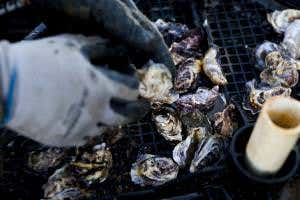 Acidifying seawater sees oysters in race to grow shells