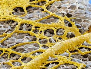 Slime mould could make memristors for biocomputers