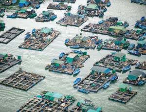 Farmed fish overtakes farmed beef for first time