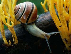 Snail shell stripes reveal Irish origins