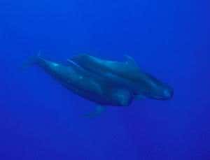 Zoologger: Pilot whales cuddle in the abyss