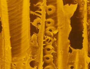 Wood is key ingredient in cheap rechargeable battery