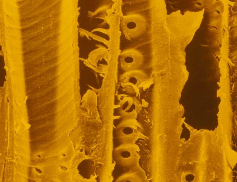 New Scientist. Science news and long reads from expert journalists, covering developments in science, technology, health and the environment on the website and the magazine.