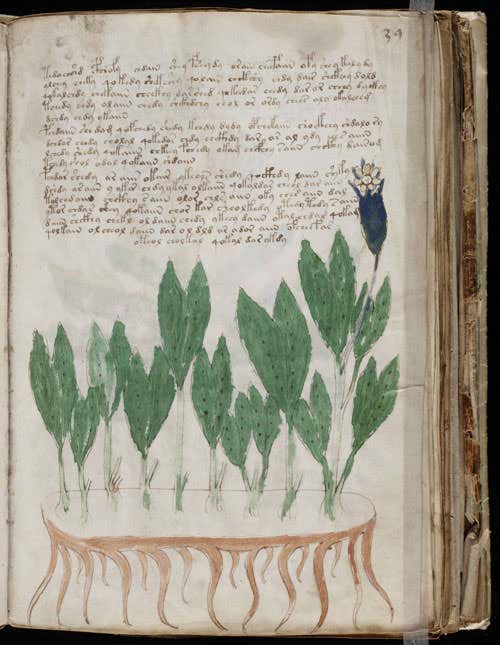 The Voynich manuscript