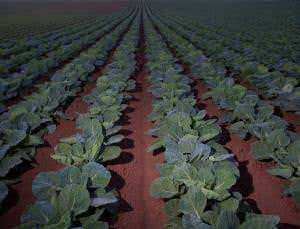 Give picked veg some light to make it better for you