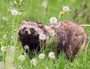 Zoologger: Invasion of the sleepy raccoon dogs