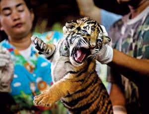 Blue-eyed tiger cub is conservation's cry for help