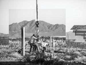 Sunflower mirrors power California's desert farm