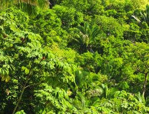 Hungry algae may explain how plants became green