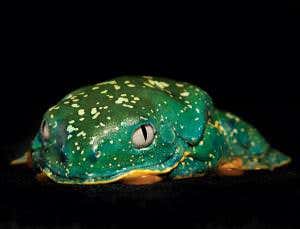Beautiful freak in Ecuador's life raft of the frogs