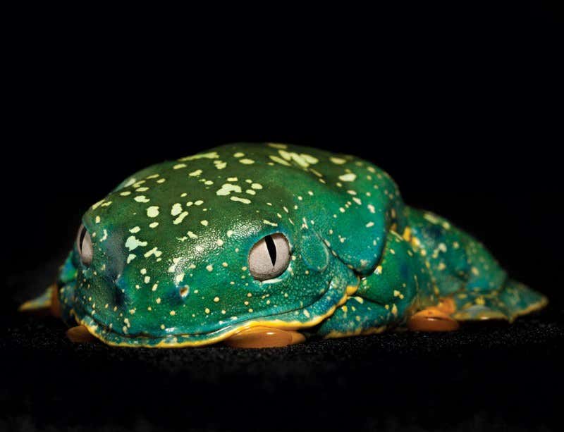 New Scientist. Science news and long reads from expert journalists, covering developments in science, technology, health and the environment on the website and the magazine.