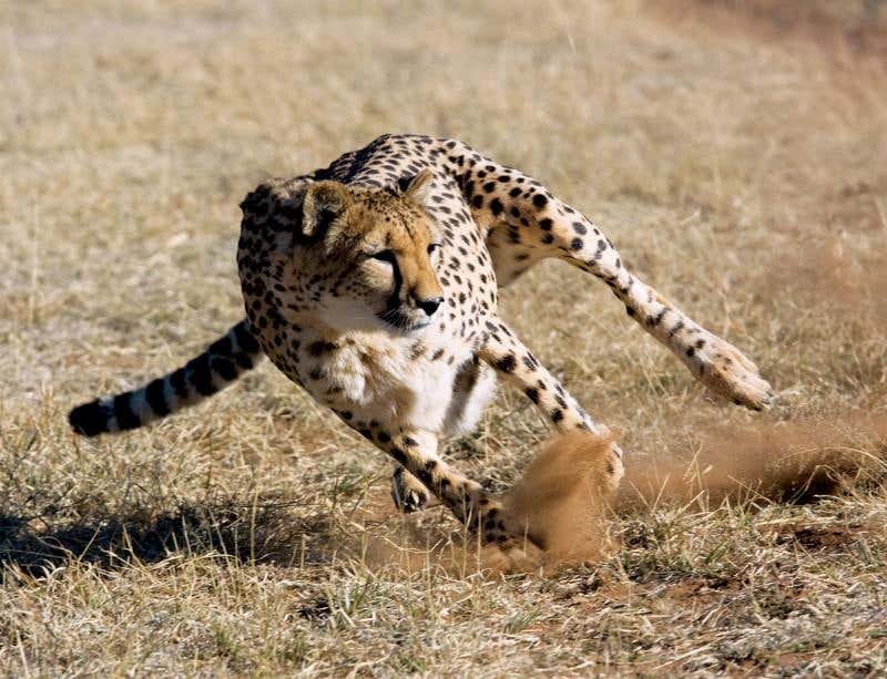 New Scientist. Science news and long reads from expert journalists, covering developments in science, technology, health and the environment on the website and the magazine.