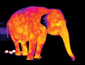 Jumbo challenge: How elephants keep their cool