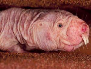 Naked mole rats reveal why they are immune to cancer