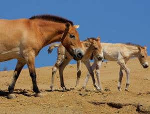Oldest animal genome is sequenced from horse bone