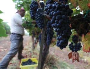 Mechanical eye will help wine-makers improve vintages