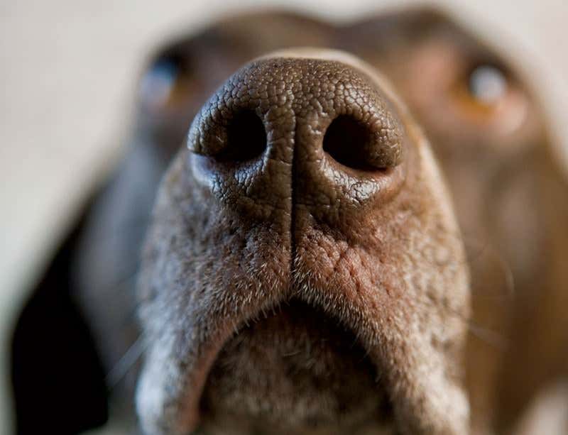 New Scientist. Science news and long reads from expert journalists, covering developments in science, technology, health and the environment on the website and the magazine.