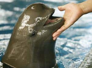 World's only freshwater porpoise on brink of extinction