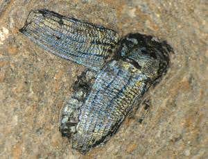 Iridescent beetle shimmers for 49 million years
