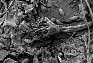 Plastisphere microbes go to sea on flotsam fragments