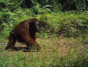 Tree-loving orang-utans hang out on the forest floor
