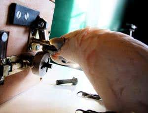 Cockatoo cracks lock with no prior training