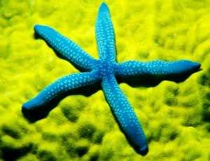 Starfish eyes are good enough to show them the way home