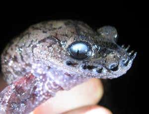 Zoologger: Hipster toad has weaponised moustache
