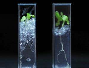 Lasers watch plant roots grow in transparent soil