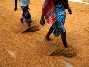 Rice-husks could make much longer-lasting batteries