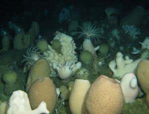 Seabed sponge forest basks in ice-free Antarctic sun