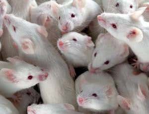 Inside the industry supplying millions of mutant mice