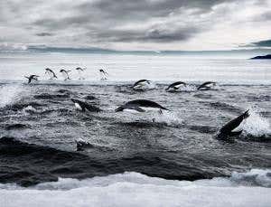 Fight to preserve pristine Antarctic ecosystem stalls