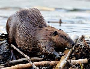 Dam! Beavers have been busy sequestering carbon