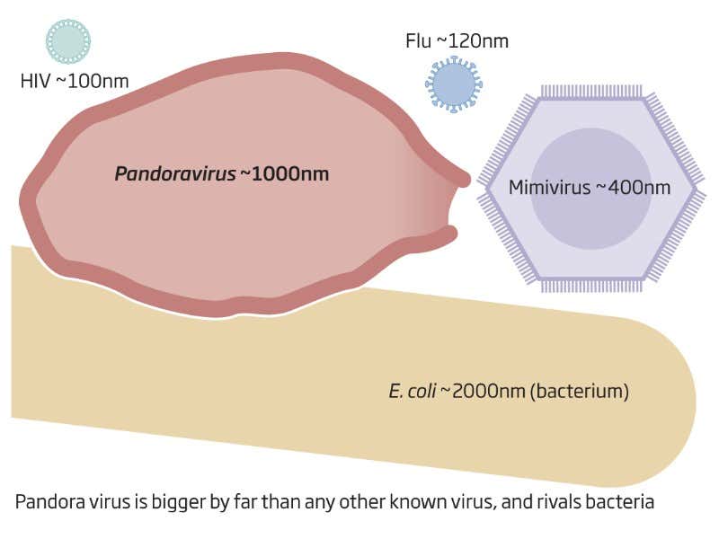 My so-called viral life: is discovery new life form?