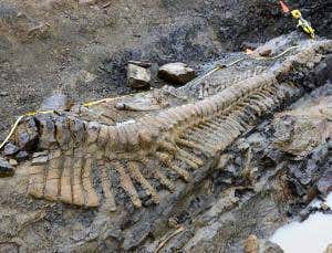 The tale of Mexico's largest dinosaur tail