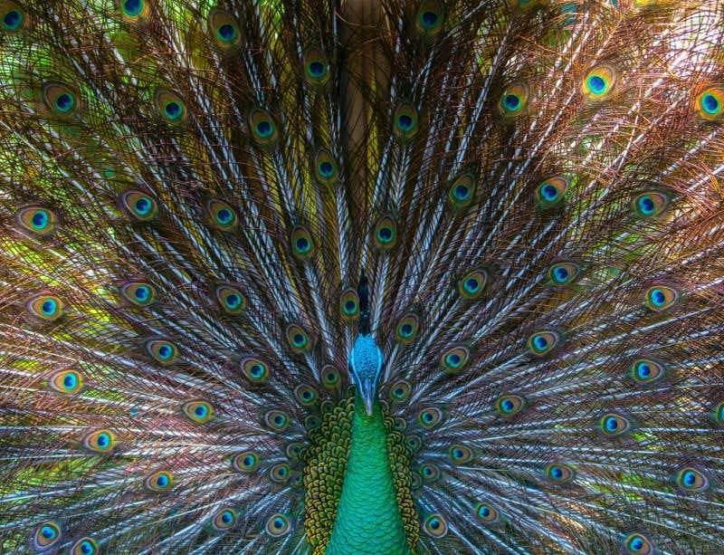 New Scientist. Science news and long reads from expert journalists, covering developments in science, technology, health and the environment on the website and the magazine.