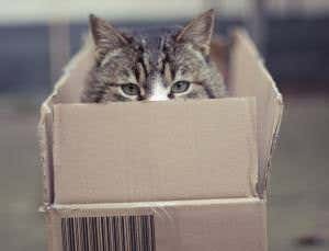 Schrödinger's 'kittens' made in the lab from photons