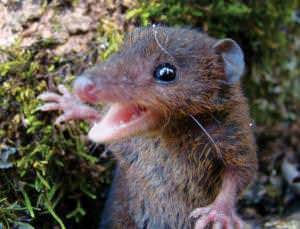 Zoologger: The pint-sized sabre-toothed opossum