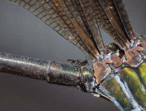 Egg-munching parasite wasp hitch-hikes on a damselfly