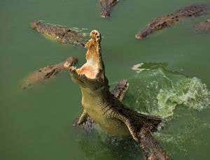 Crocodiles may need their fruity five-a-day