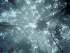 Gaia's comeback: How life shapes the weather