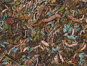 Bug Mac and flies: Are insects really food's future?