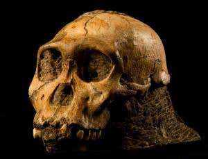 The strange ape that's rewriting our family tree