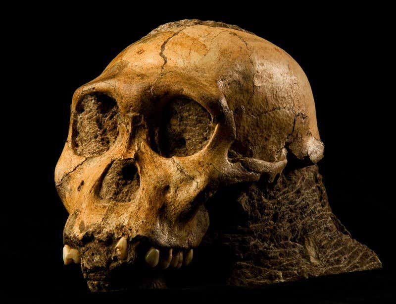 New Scientist. Science news and long reads from expert journalists, covering developments in science, technology, health and the environment on the website and the magazine.